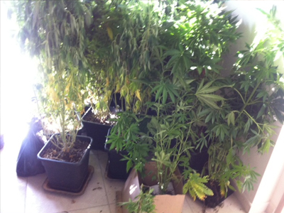 Κατασχέθηκαν 20 δενδρύλλια κάνναβης στα Καλάβρυτα